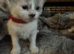 Red - Snowshoe Kitten For Sale - Plainfield, IN, US