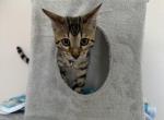 Pippen Aka Asher - Bengal Kitten For Sale - Oklahoma City, OK, US