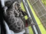 Pearl Rose - Bengal Kitten For Sale - Oklahoma City, OK, US