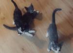 Minnie Tommy and Patches - American Shorthair Kitten For Sale - MI, US