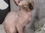 Orcus - Sphynx Kitten For Sale - Mundelein, IL, US