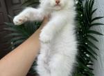 Flame point ragdoll male - Ragdoll Kitten For Sale - Boca Raton, FL, US