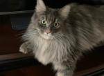 Princess Keke - Maine Coon Cat For Sale - Cottonwood, CA, US