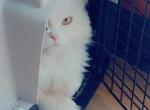 Michael - Persian Kitten For Sale - Houston, TX, US