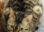 Penny - Bengal Cat For Sale - Broad Bottom, KY, US