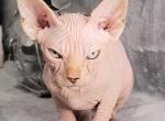 Bruno - Sphynx Kitten For Sale - 