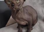 Penny - Sphynx Kitten For Sale - Mundelein, IL, US