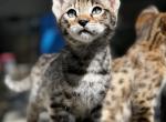 Trouble - Savannah Kitten For Sale - Roseville, CA, US