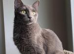 Zion - Domestic Cat For Adoption - Silver Spring, MD, US