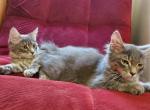 Almost Twins - Domestic Kitten For Sale - Marlboro, CT, US