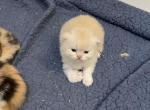 Persian kittens - Persian Kitten For Sale - Dearborn, MI, US