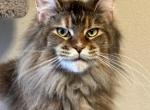 Nikol - Maine Coon Cat For Sale - Spokane, WA, US