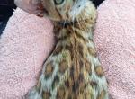 Hazel - Bengal Cat For Sale - Aurora Springs, MO, US