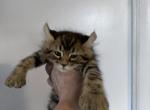 Male Highland Lynx - Highlander Kitten For Sale - 