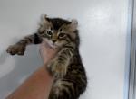 Montana Male Kitten - Highlander Kitten For Sale - 