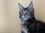 Zoey - Maine Coon Kitten For Sale - 