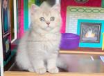 Shorthair - British Shorthair Kitten For Sale - Johns Creek, GA, US