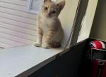 Tigger & Scarlett - Domestic Kitten For Adoption - Buford, GA, US