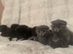 Pixie Dust Farms Scottish Folds - Scottish Fold Kitten For Sale - Fairfield, CA, US