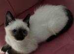 SOLD purrfect Ragdolls and Ragamese kitten - Ragdoll Kitten For Sale - York, PA, US