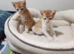 No name - Domestic Kitten For Sale - San Diego, CA, US