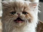 Cream and white male - Persian Kitten For Sale - 