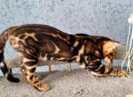 Westa B - Bengal Kitten For Sale - Miami, FL, US