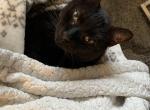 Andy - Domestic Cat For Adoption - Leawood, KS, US