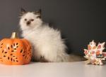 Dash - Ragdoll Kitten For Sale - Guys Mills, PA, US