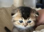 Leo - Scottish Fold Kitten For Sale - 