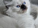 Parsley - Ragdoll Kitten For Sale - Fountain, CO, US