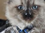 Basil - Ragdoll Kitten For Sale - Fountain, CO, US