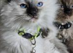 Rosemary - Ragdoll Kitten For Sale - 