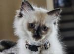 Garlic - Ragdoll Kitten For Sale - Fountain, CO, US