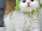 Prettyfold F - Scottish Fold Kitten For Sale - 