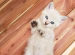 Smokey - Siamese Kitten For Sale - Portland, OR, US