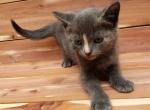 Ashes - Siamese Kitten For Sale - 