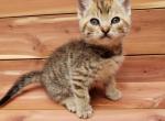 Stripey - Siamese Kitten For Sale - 