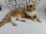 Juliya - Maine Coon Kitten For Sale - Spokane, WA, US