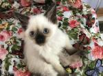 Pippi - Ragdoll Kitten For Adoption - Bartlett, IL, US