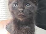 Shadow - Siamese Kitten For Sale - Portland, OR, US