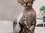 Davy Crockett - Devon Rex Kitten For Sale - San Antonio, TX, US