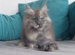 Grenada Polydactyl - Maine Coon Kitten For Sale - Miami, FL, US