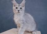 Kalif - Maine Coon Kitten For Sale - Hollywood, FL, US