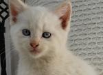 Cotton - Siamese Kitten For Sale - Portland, OR, US