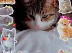 Muffin - Domestic Cat For Adoption - 