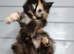 Charming Moon - Maine Coon Kitten For Sale - Hollywood, FL, US