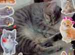 Houdini - Domestic Cat For Adoption - 