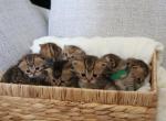 Scottish fold and straight kittens - Scottish Fold Kitten For Sale - Minneapolis, MN, US