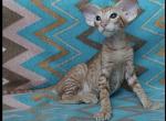 Sigizmund - Oriental Kitten For Sale - Norwalk, CT, US